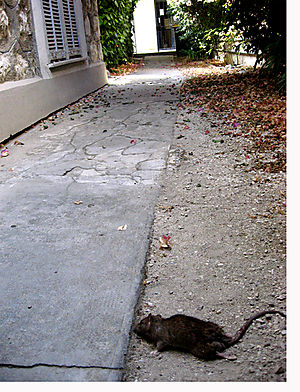 Le rat, mort