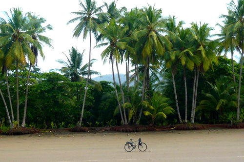 Vélo-palmiers