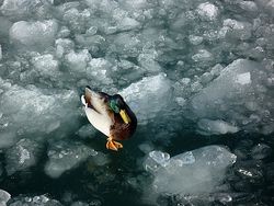 Un froid de canard