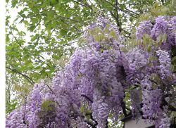 Glycine