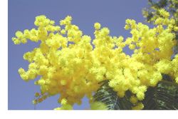 Mimosa Mimosa